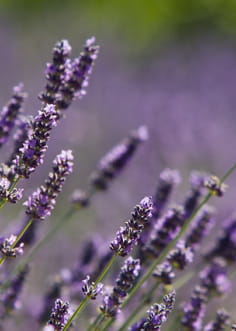 Fleur