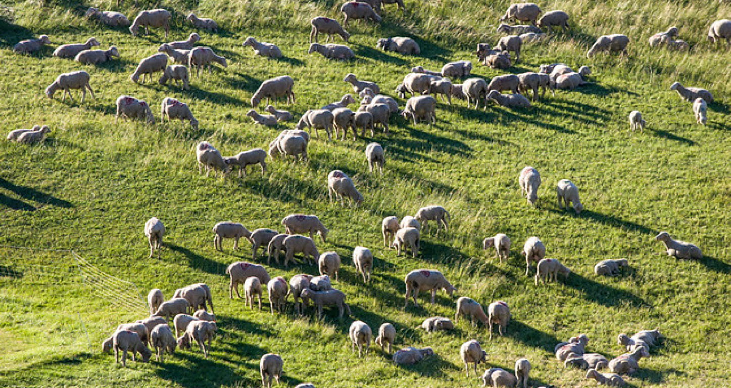 Moutons