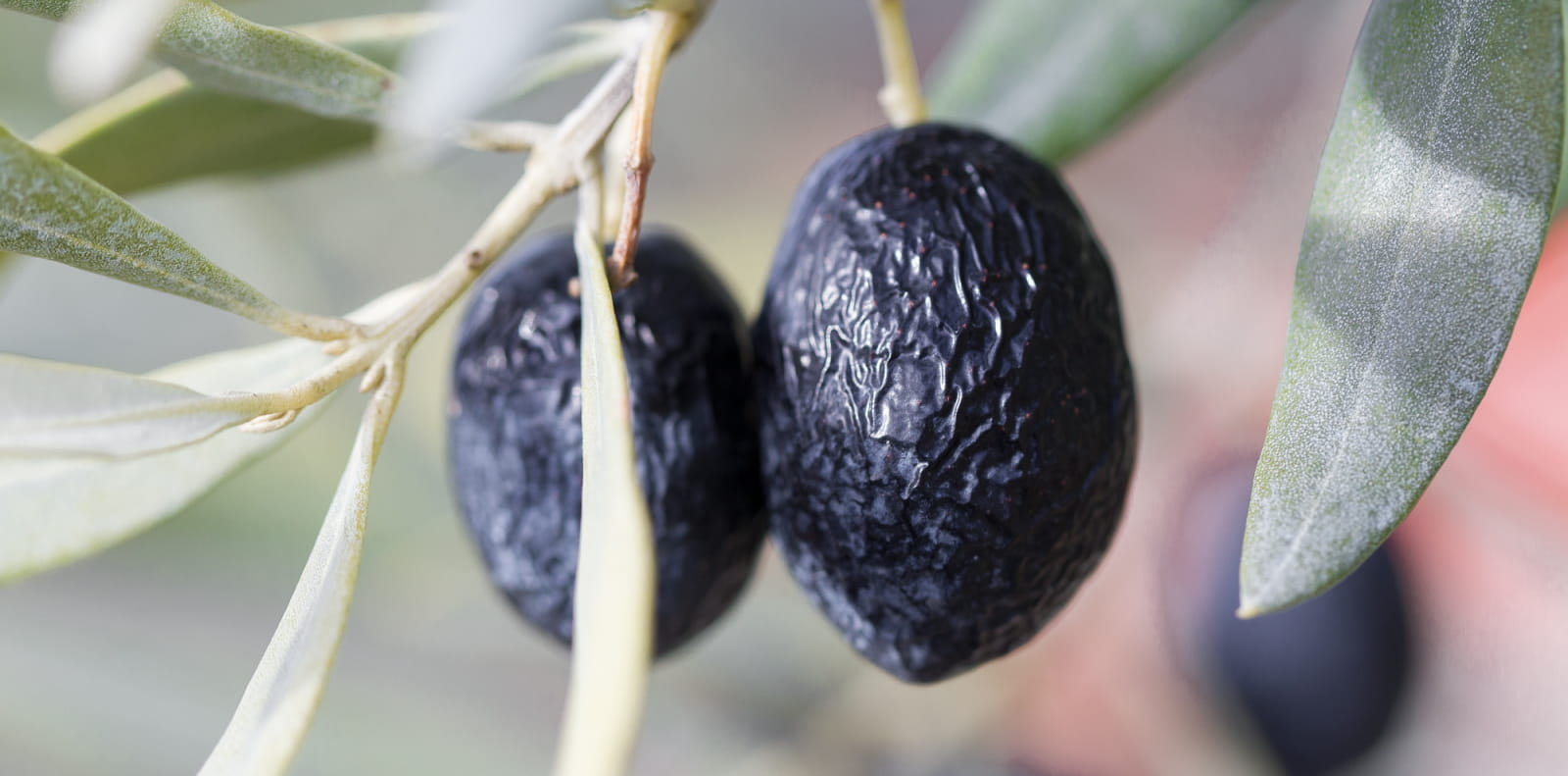 Olives noires de Nyons dans la Drôme