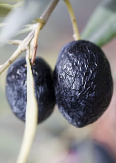 Olives noires de Nyons dans la Drôme