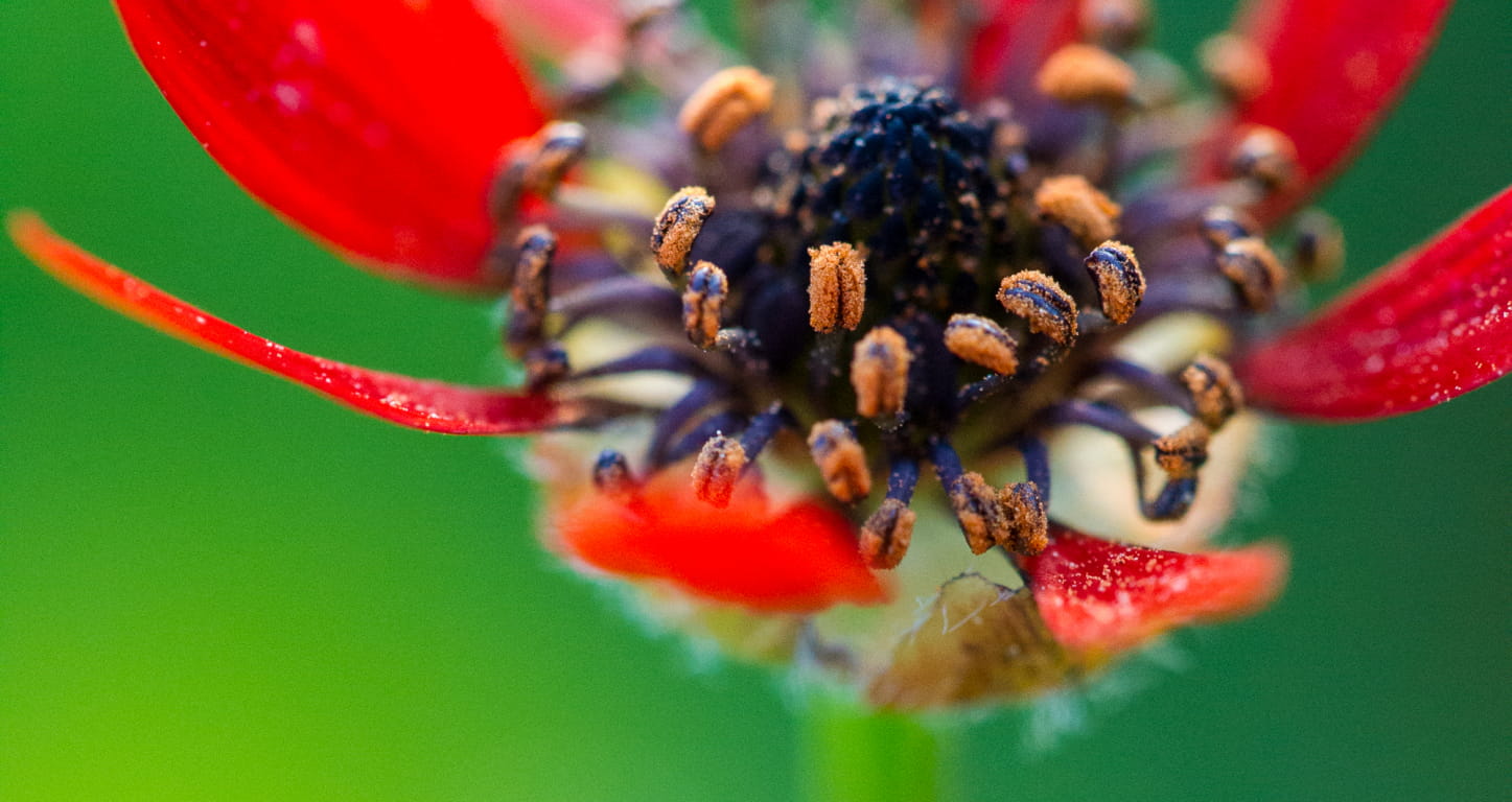 Fleur rouge