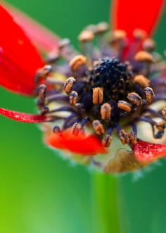 Fleur rouge