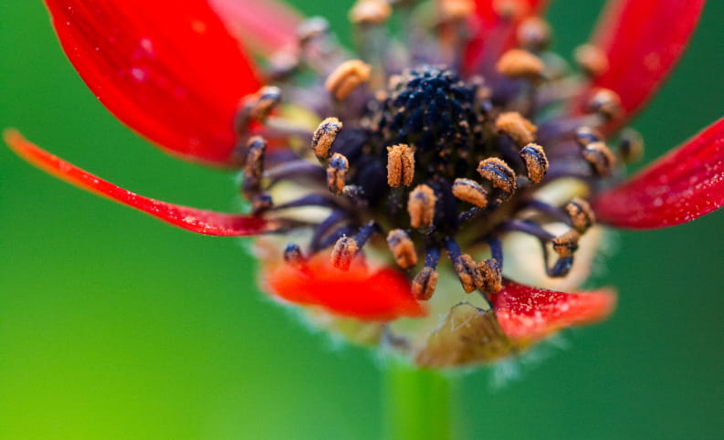 Fleur rouge