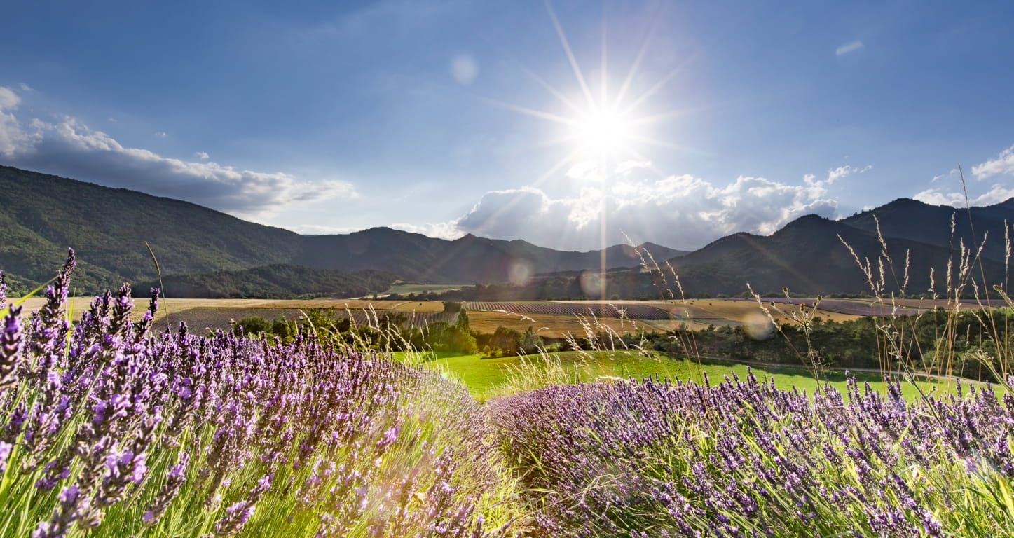 Paysage de lavandes