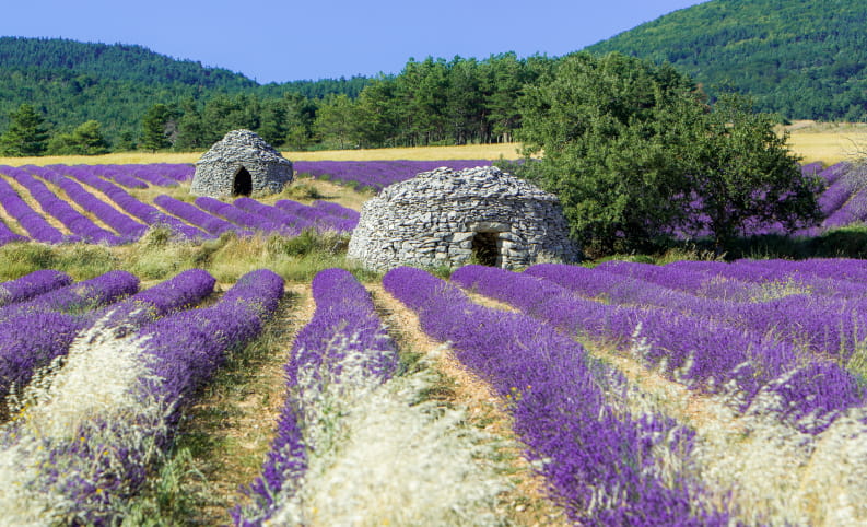 La Drôme Provençale - bories dans les champs de lavande