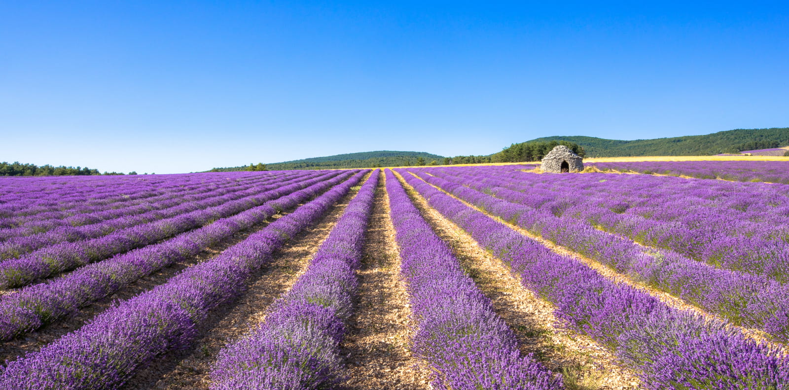 Champ de lavande et borie en Drôme provençale