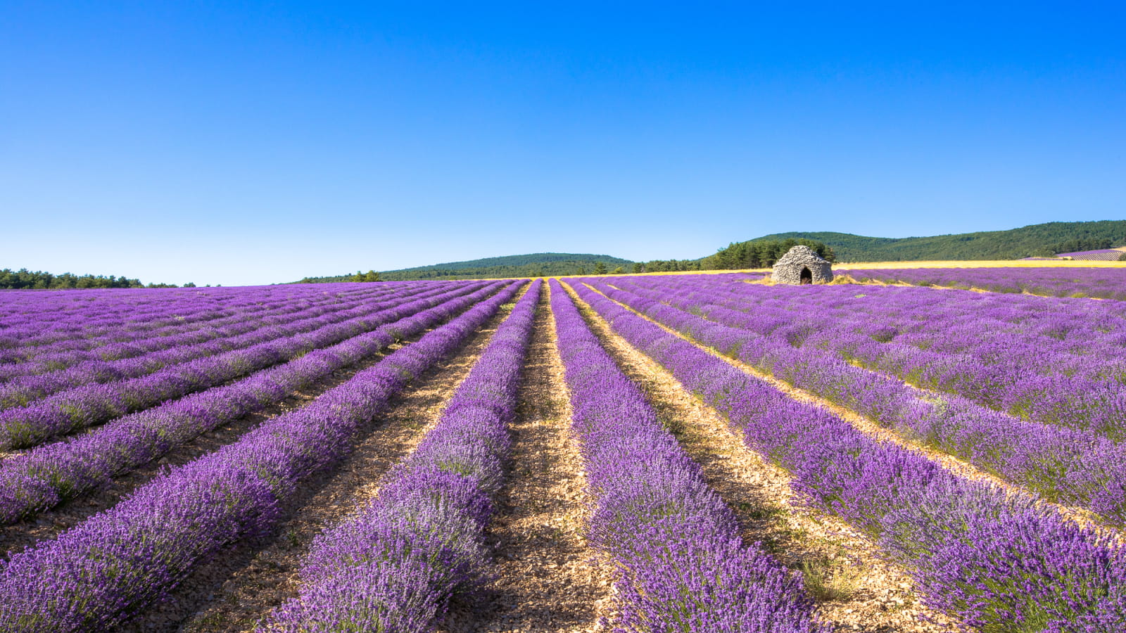 Champ de lavande et borie en Drôme provençale