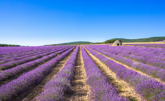 Champ de lavande et borie en Drôme provençale