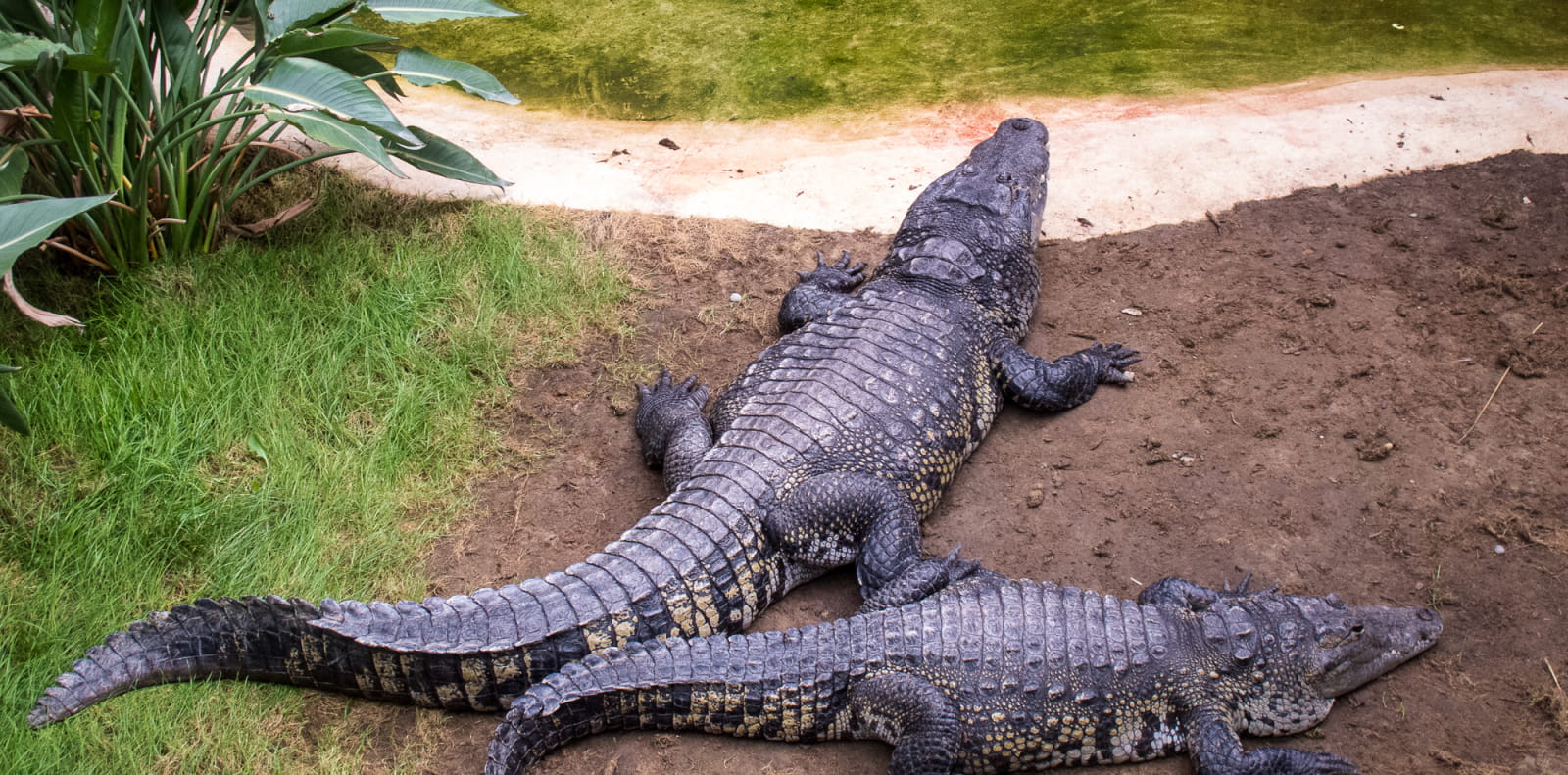 Ferme aux crocodiles en Drôme provençale - incontournable