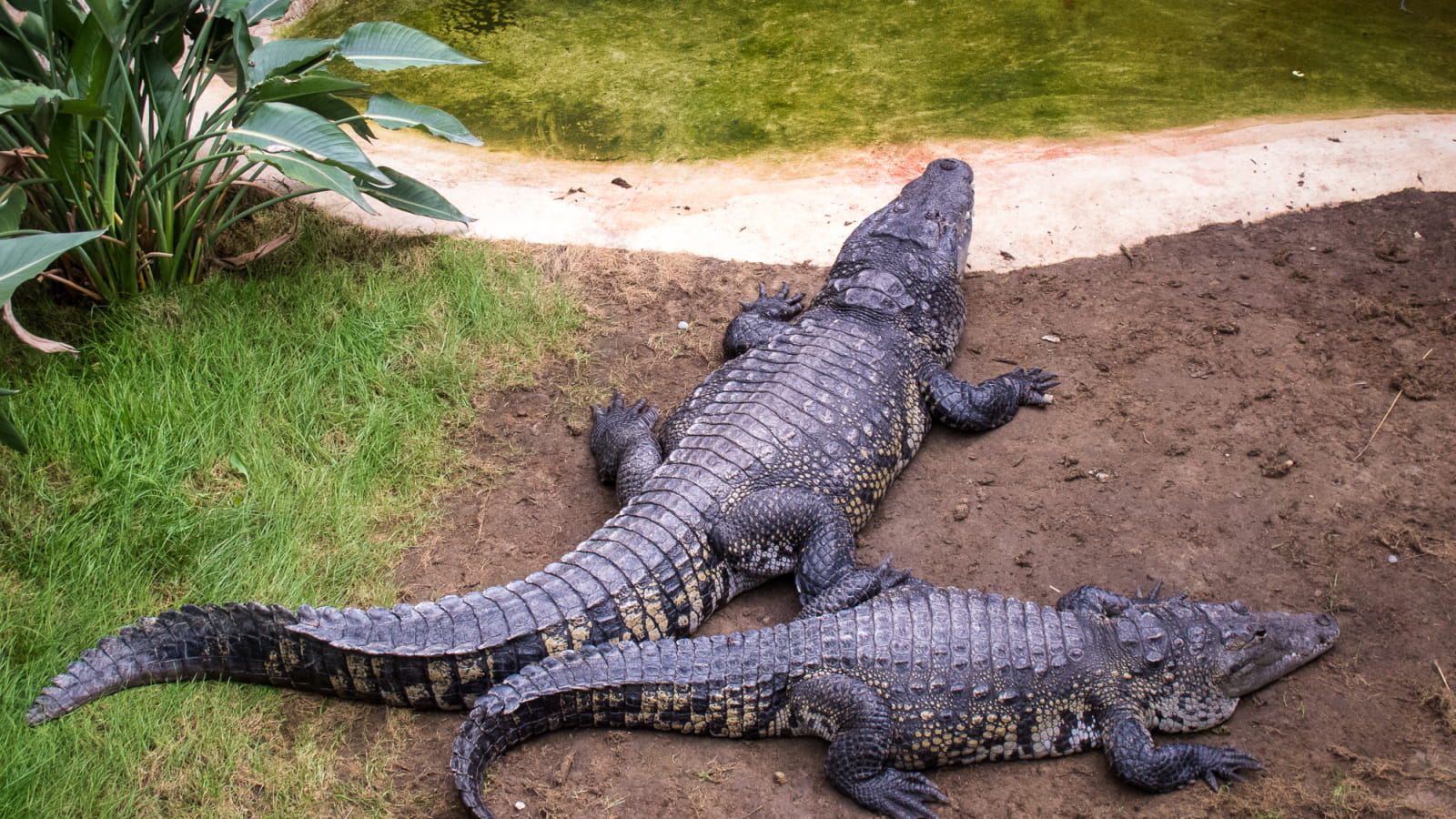 Ferme aux crocodiles en Drôme provençale - incontournable