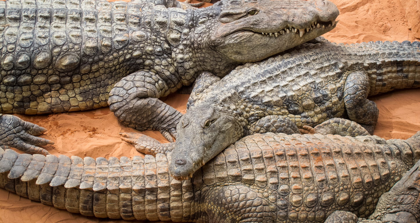spécimens de crocodiles