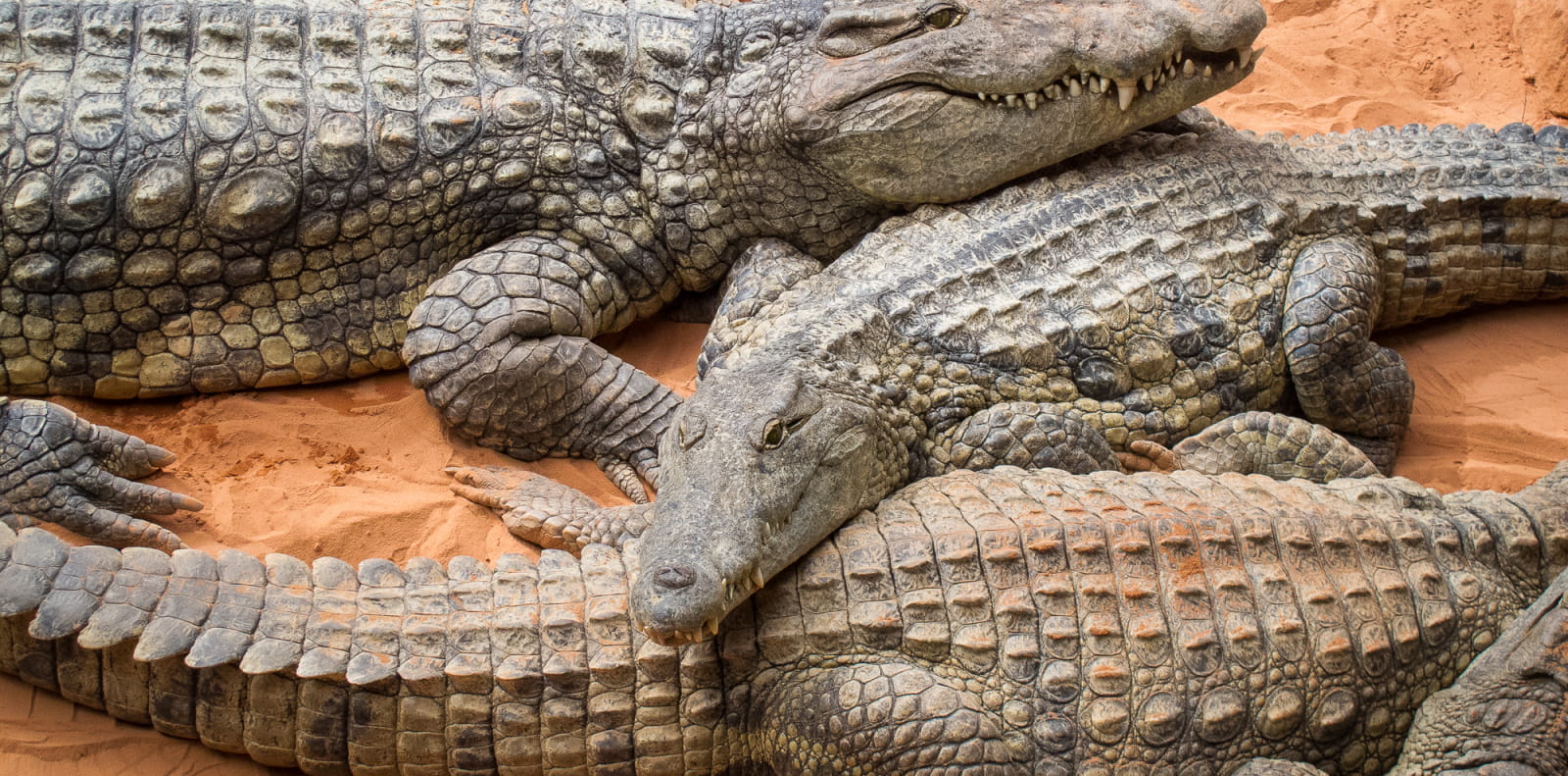 spécimens de crocodiles