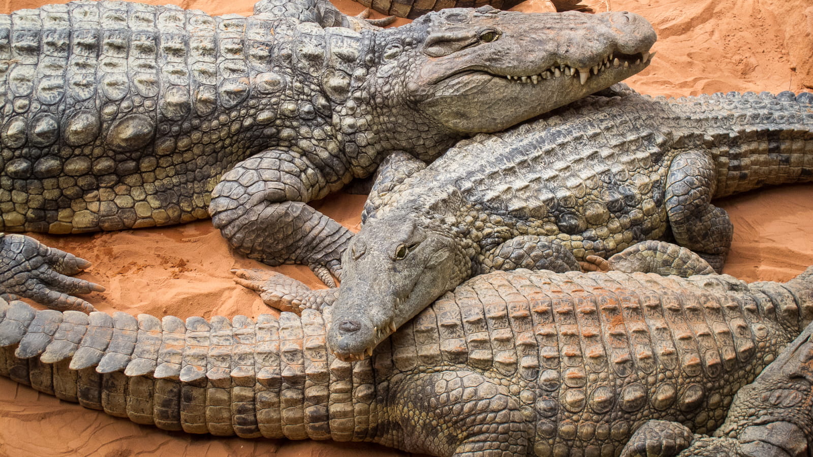 spécimens de crocodiles