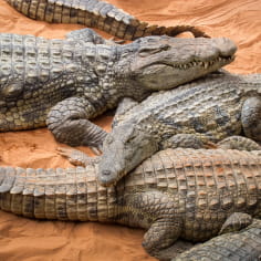 spécimens de crocodiles