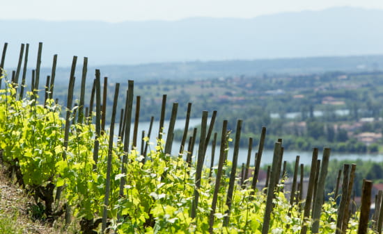 Vue sur le Rhône des vignes de l'Hermitage à Tain