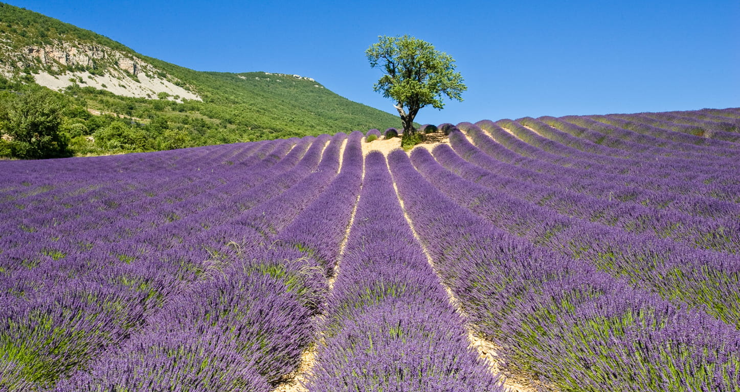 un arbre seul au milieu d'un champ de lavande dans les Baronnies