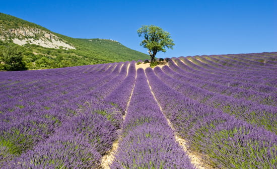 un arbre seul au milieu d'un champ de lavande dans les Baronnies