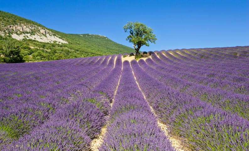 un arbre seul au milieu d'un champ de lavande dans les Baronnies