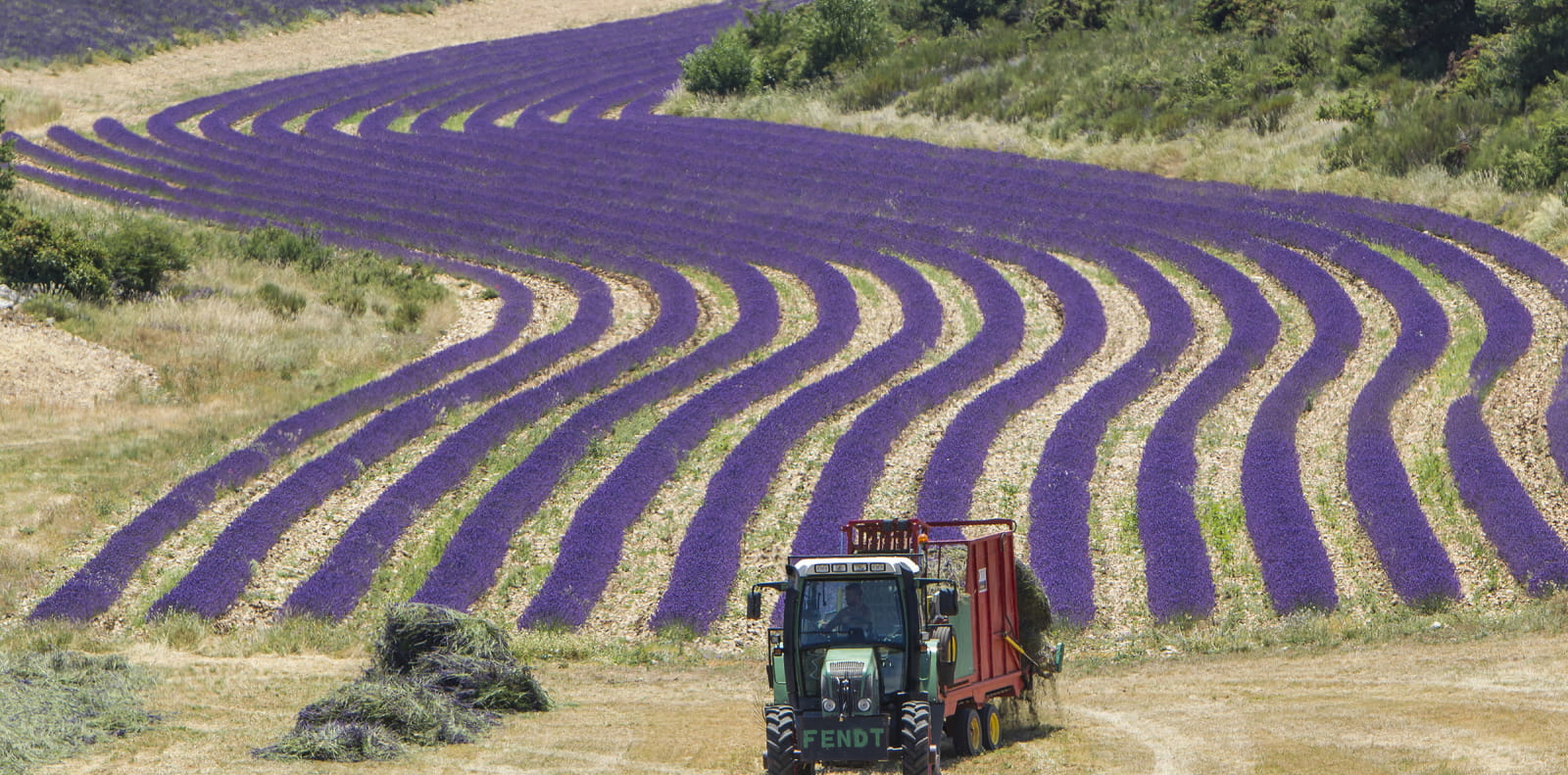 Producteur de lavande dans les Baronnies Provençales - Drôme