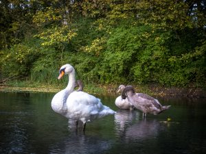Réserve naturelle de Printegarde sur la véloroute voie verte Viarhôna