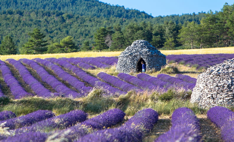 Bories (petites maisons de pierre) dans un champ de lavande