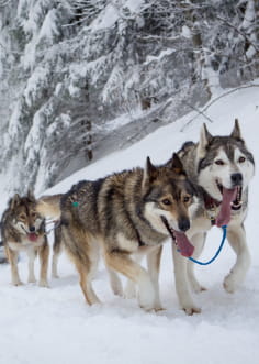Chiens de traîneau avec musher - Top des spots nature de la Drôme