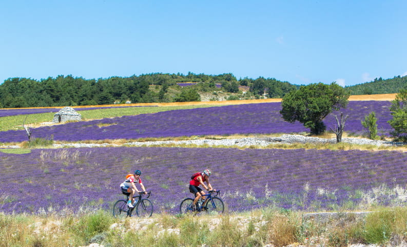 Vélo - cyclotourisme entre les champs de lavande dans les Baronnies provençales - Top des spots nature de la Drôme