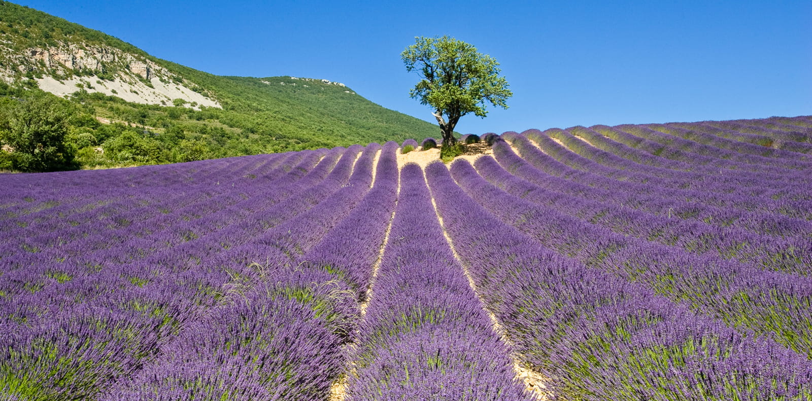 un arbre seul au milieu d'un champ de lavande dans les Baronnies
