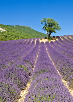 un arbre seul au milieu d'un champ de lavande dans les Baronnies
