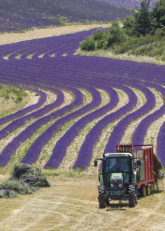 Producteur de lavande dans les Baronnies Provençales - Drôme