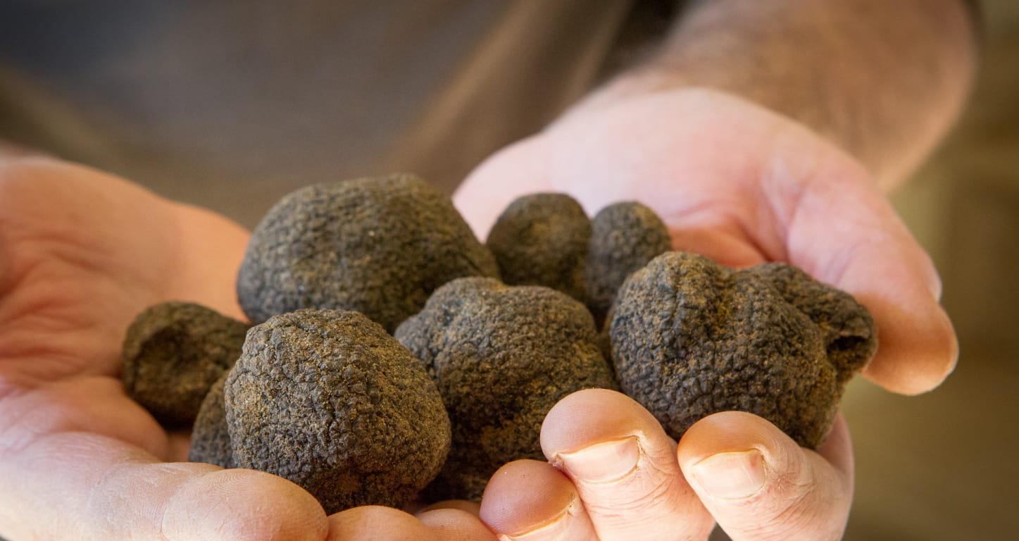 Truffes noires de la Drôme