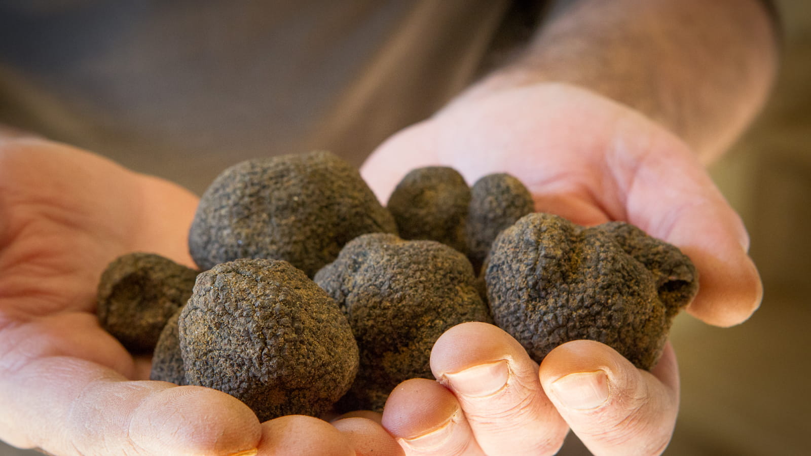 Truffes noires de la Drôme