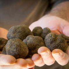 Truffes noires de la Drôme