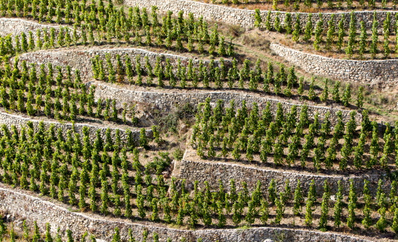 Vignes en terrasse à Tain l'Hermitage