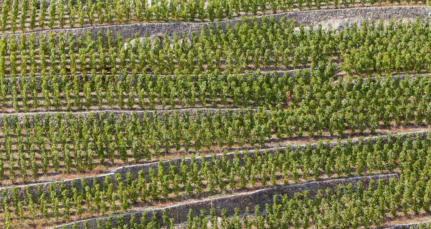 Vignes en terrasse