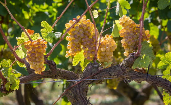Grappes de raisins blanc