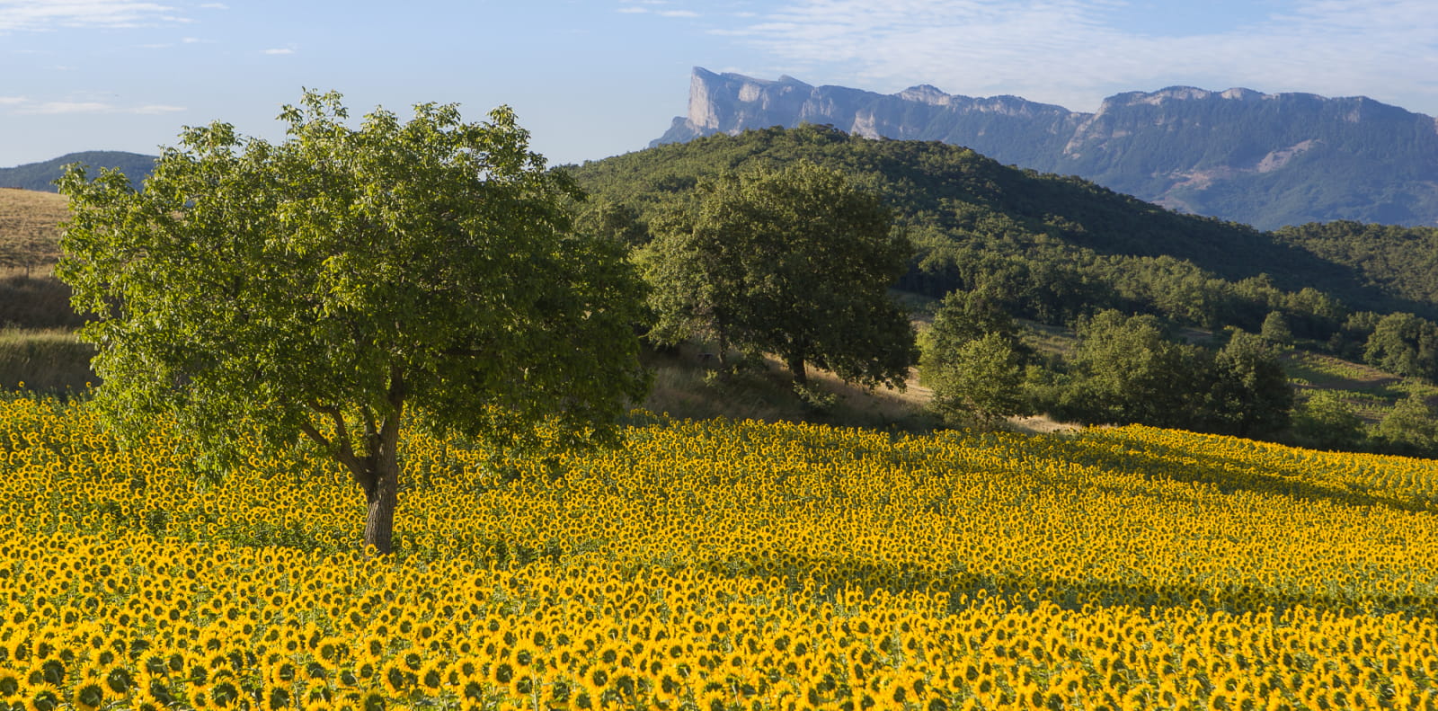 Tournesols vus des Trois Becs