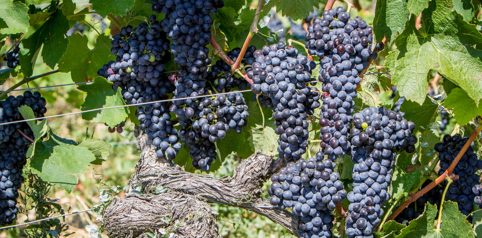 Grappe de raisin noir