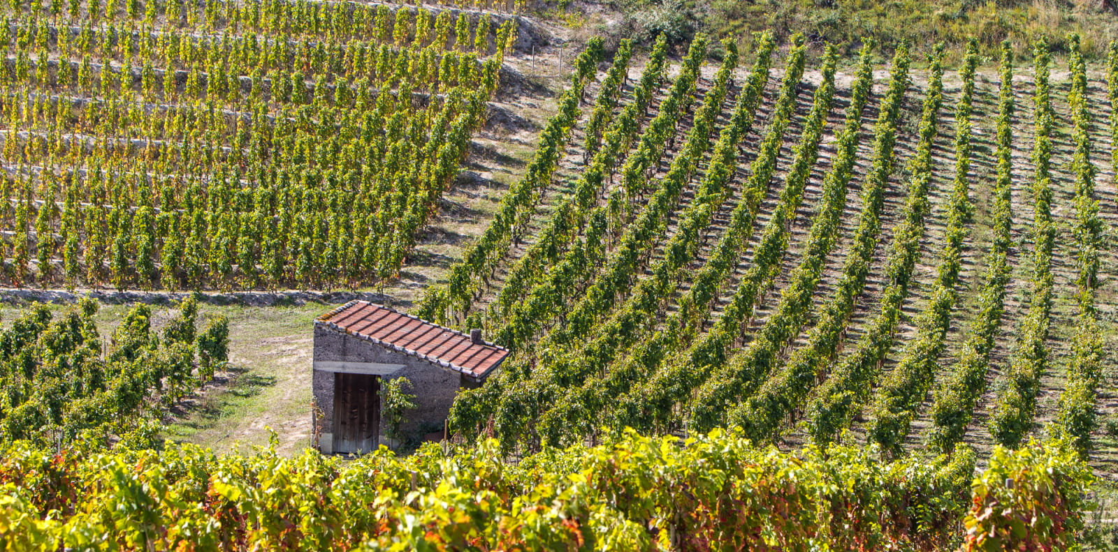 Vignoble en terrasse de l'Hermitage à Tain