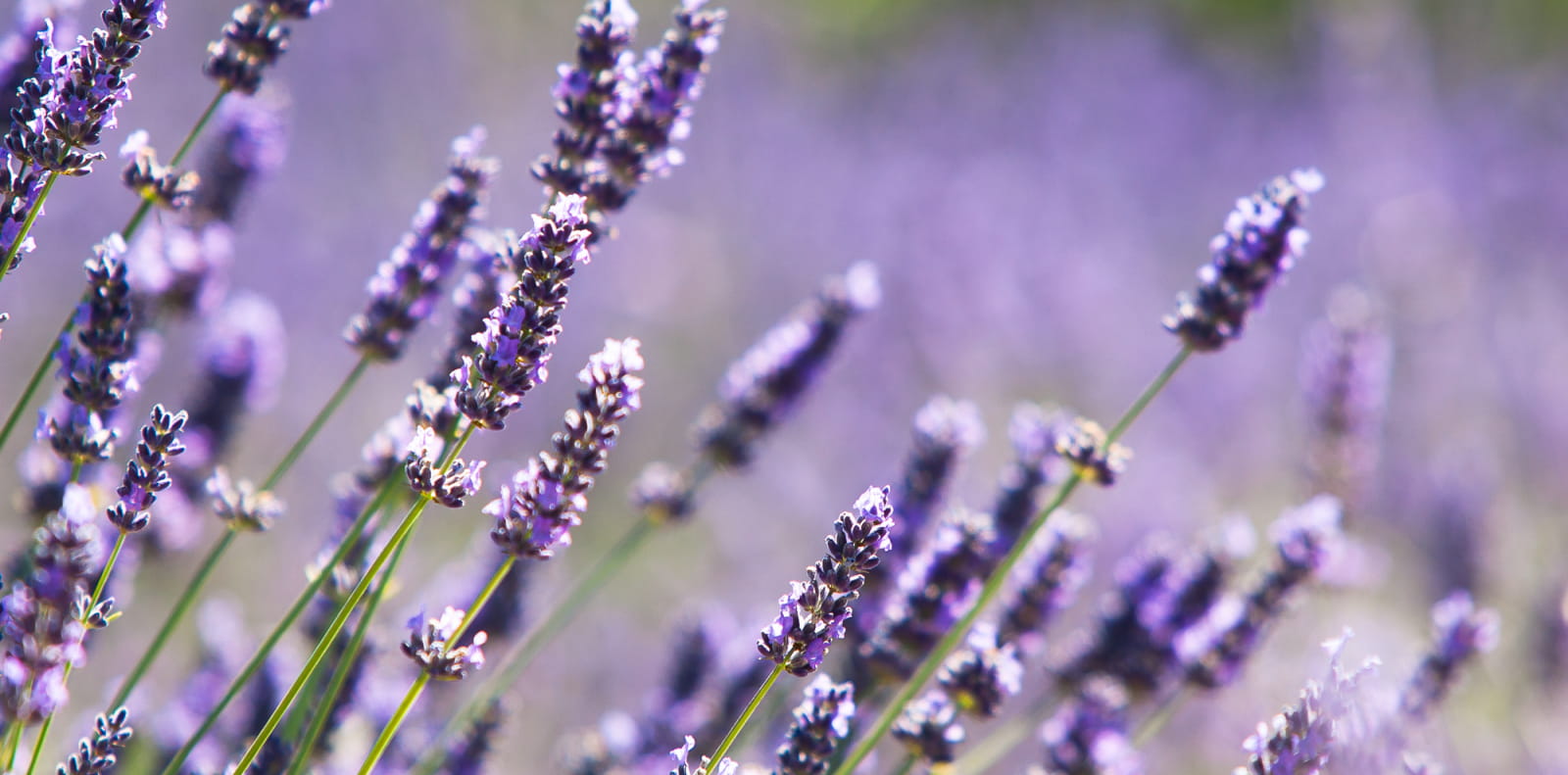 lavande en macro