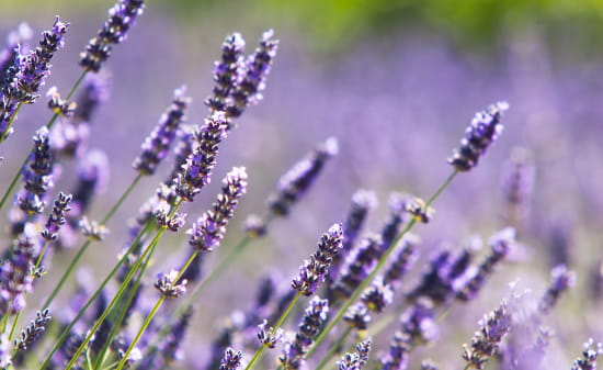 lavande en macro