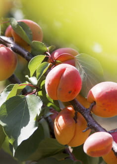 Abricots de la Drôme dans le panier gourmand drômois