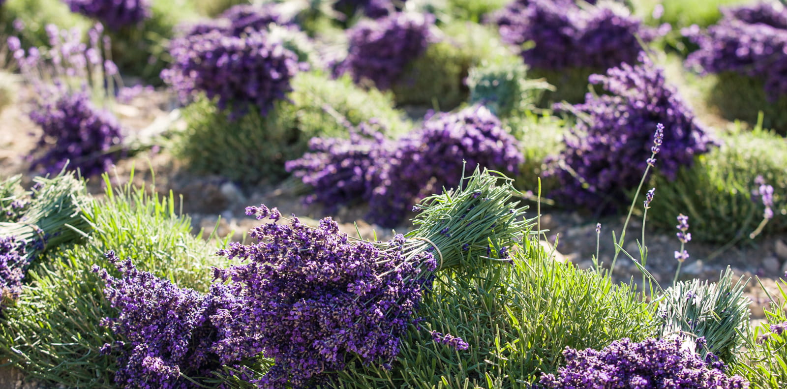 Bouquets de lavande