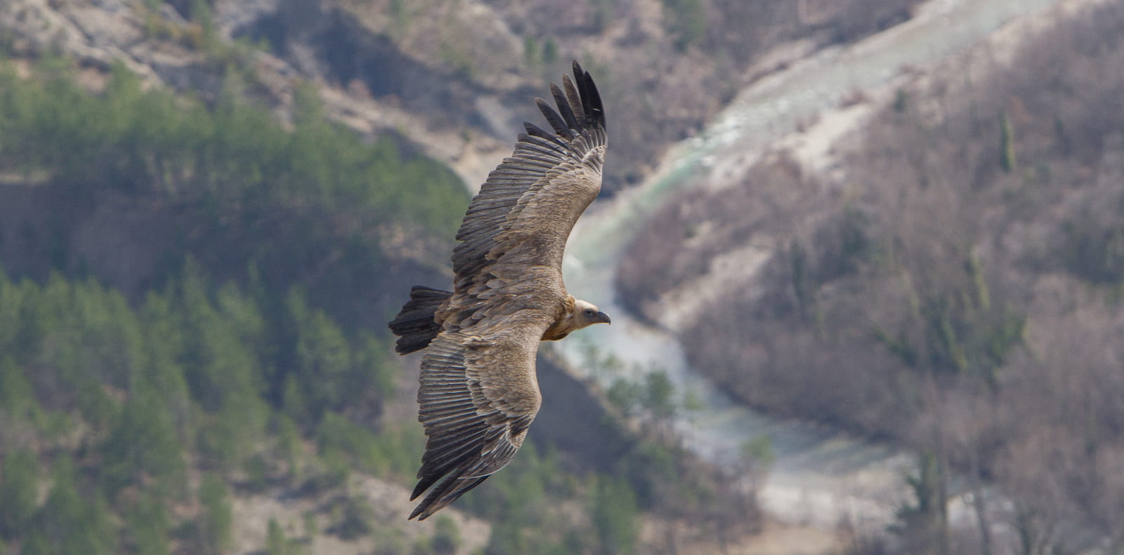 vol d'un vautour au dessus d'une rivière dans le PNR des Baronnies provençales