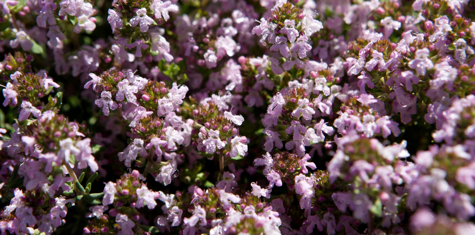 Fleurs de Thym