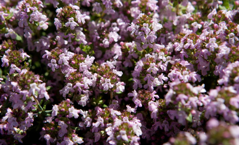 Fleurs de Thym