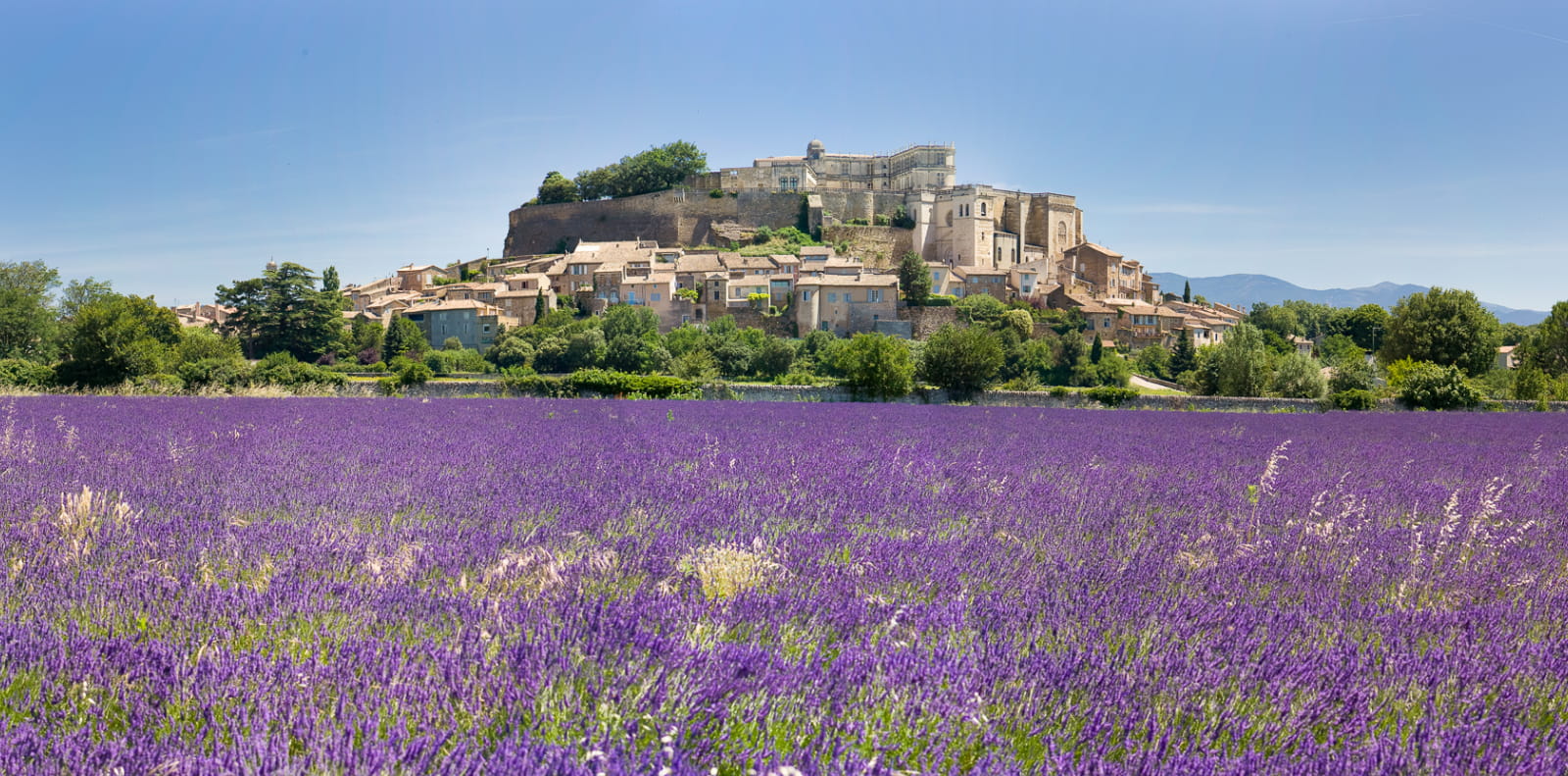 Grignan et champ de lavande