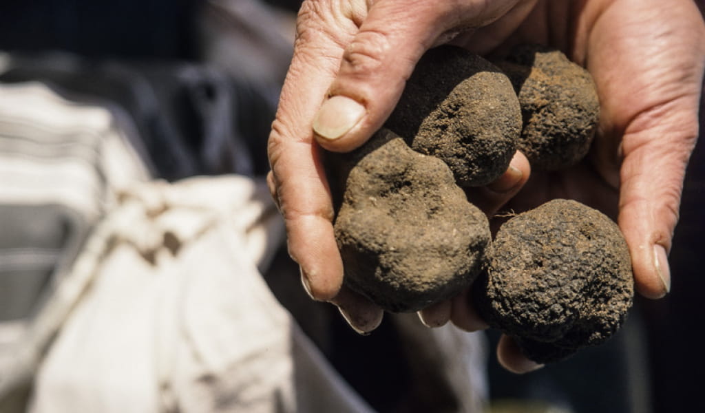 Truffes dans une main