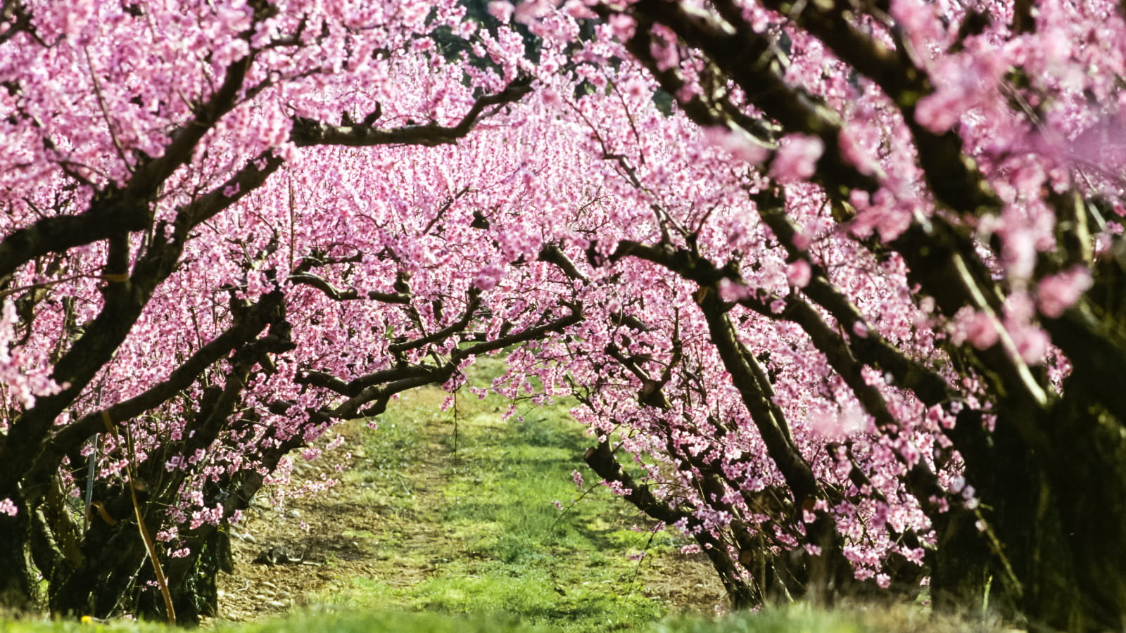 Pêchers en fleurs dans la Drôme