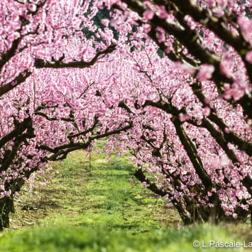 Pêchers en fleurs dans la Drôme